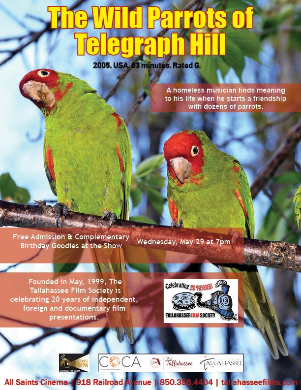 The Wild Parrots of Telegraph Hill