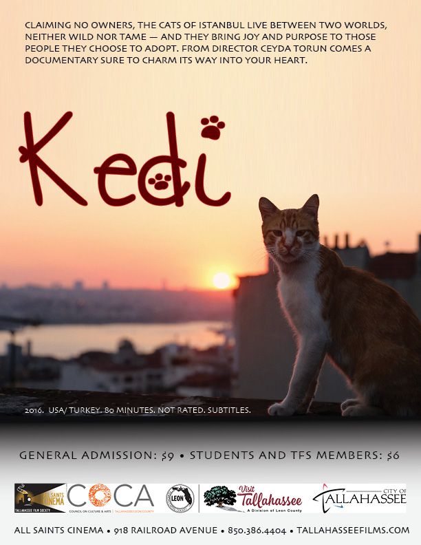 Kedi